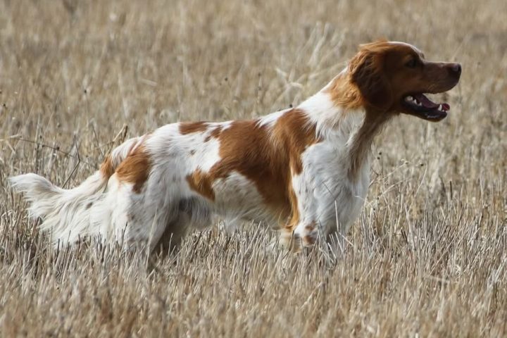 Bretonkalenderen 2026 Bretonkalenderen 2026