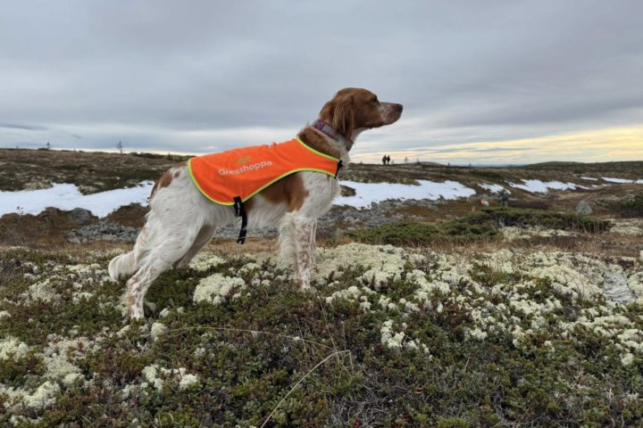 1.AK til Orreskogen’s Ebba!