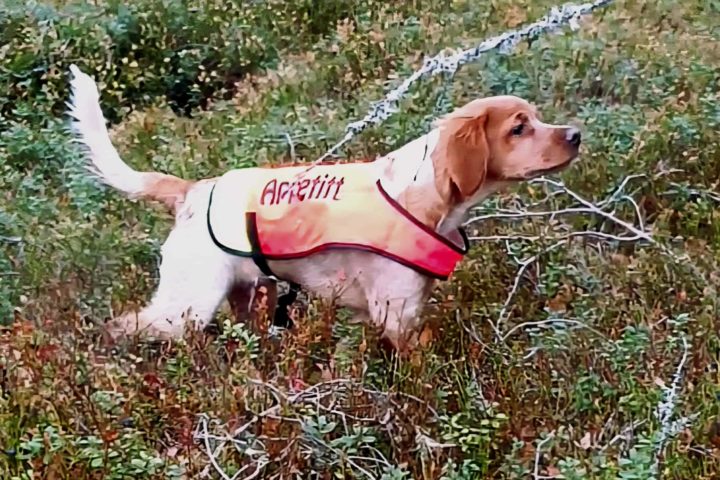 1. AK til Rakkelhanan’s Uno 1. AK til Rakkelhanan’s Uno