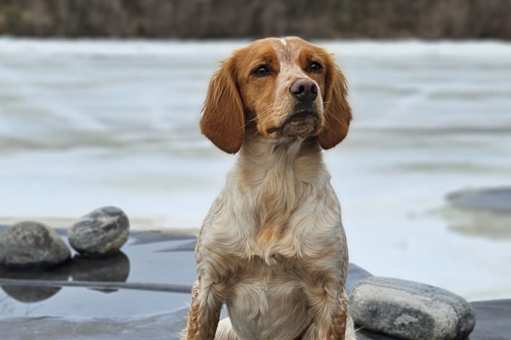 1.AK på  Neidenjegeren’s Saga