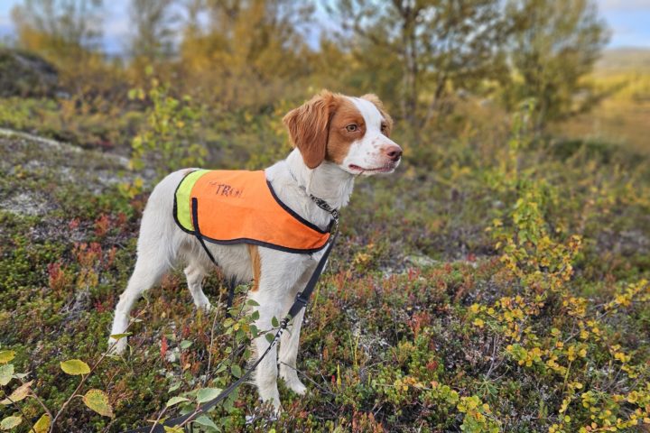 1.VK til Kattugla’s Ylva