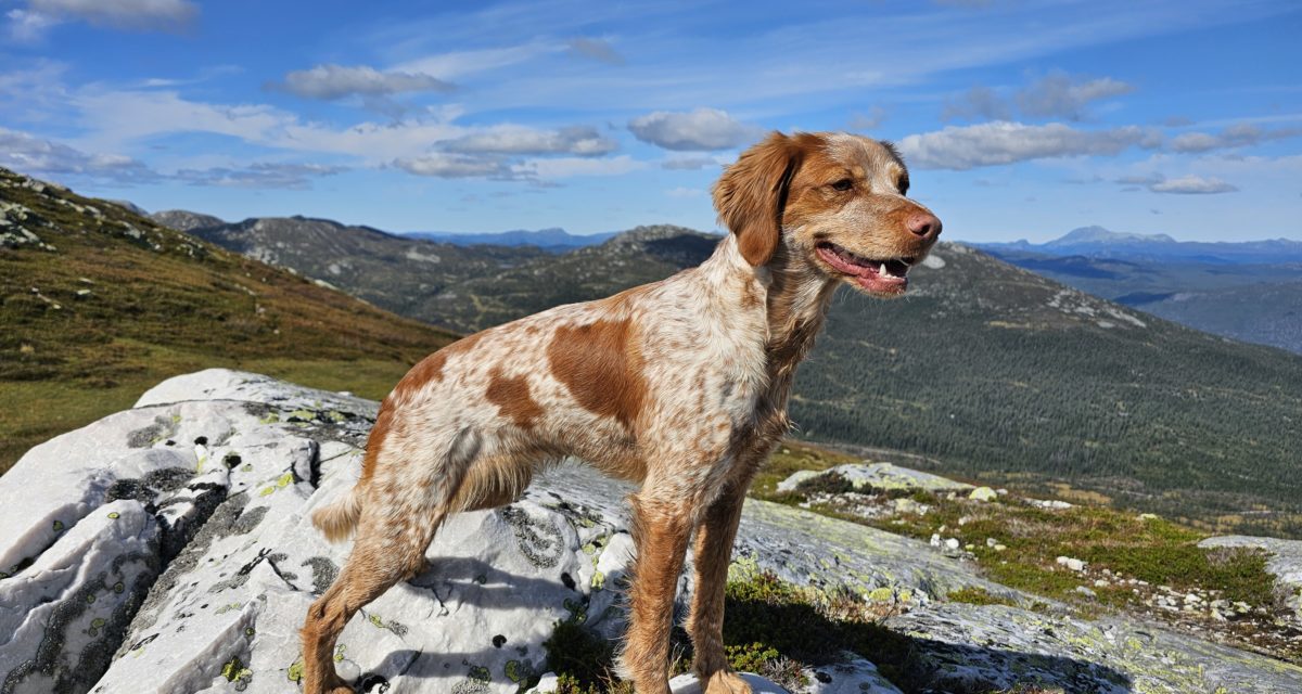 1.UK til Kleppevardens Tia 1.UK til Kleppevardens Tia