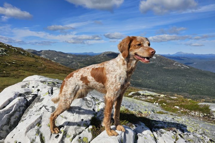 1.UK til Kleppevardens Tia