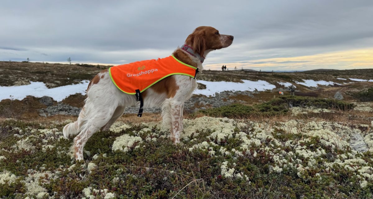 Orreskogen’s Ebba ny elitehund