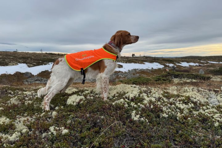 Orreskogen’s Ebba ny elitehund